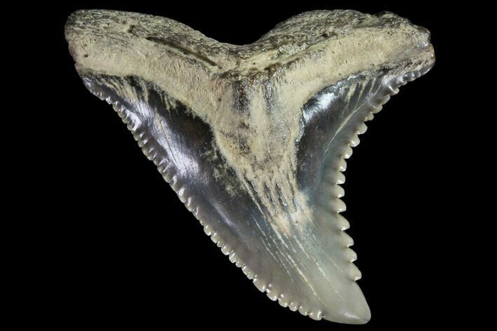 Hemipristis Shark Tooth Fossil - Virginia #96554